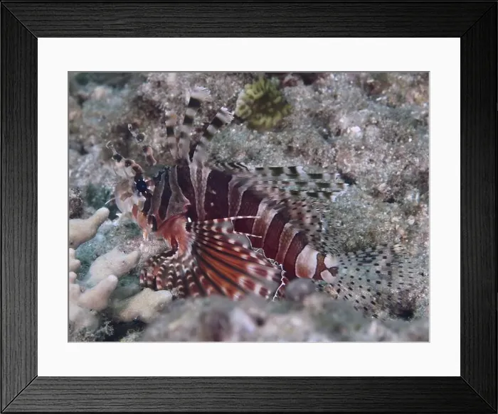 Framed Print : A striped fish, zebra lionfish (Dendrochirus zebra) Framed Print : A striped fish, zebra lionfish (Dendrochirus zebra)