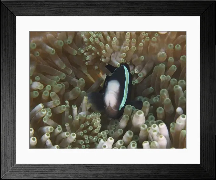 Framed Print : A Clark's anemonefish (Amphiprion clarkii) melanistic Framed Print : A Clark's anemonefish (Amphiprion clarkii) melanistic