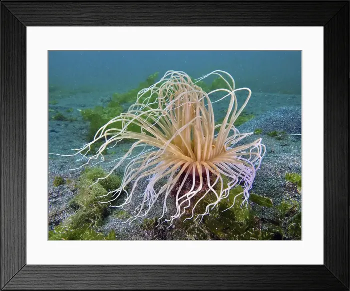 Framed Print : Underwater photo of a filigree cylinder rose (Cerianthus filiformis) with spreading tentacles Framed Print : Underwater photo of a filigree cylinder rose (Cerianthus filiformis) with spreading tentacles