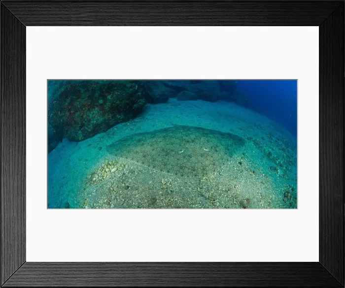 Framed Print : The butterfly ray rests on the sandy bottom Framed Print : The butterfly ray rests on the sandy bottom