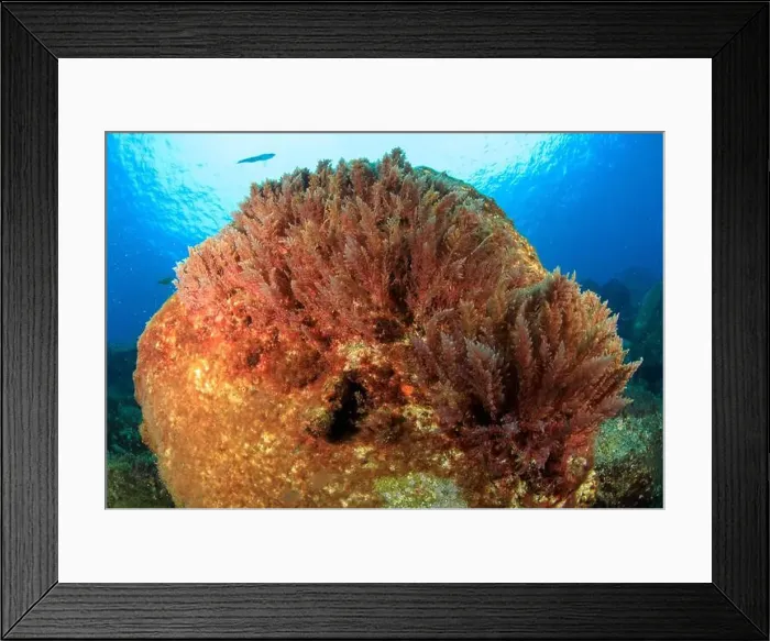 Framed Print : Brown algae on rock near sea surface Framed Print : Brown algae on rock near sea surface