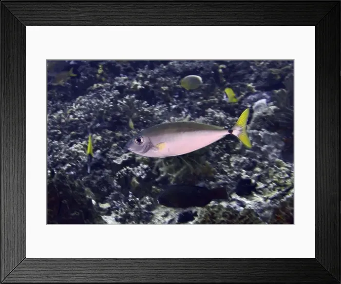 Framed Print : A silver-coloured fish with a yellow tail Framed Print : A silver-coloured fish with a yellow tail
