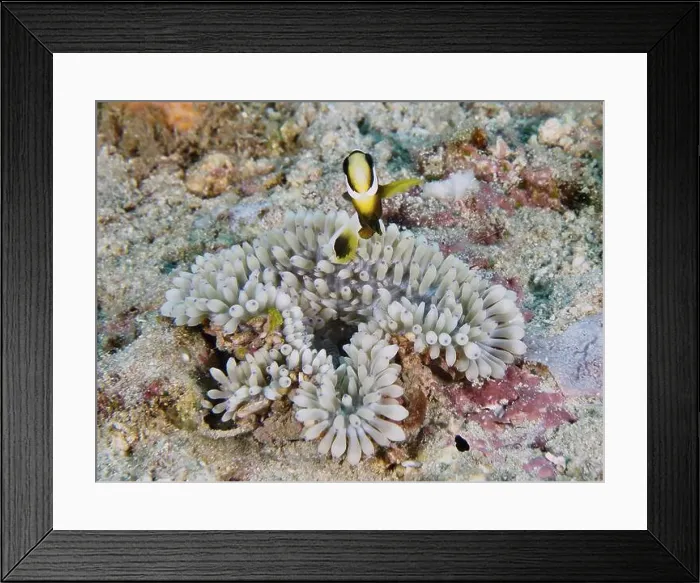 Framed Print : A clownfish above a sea anemone Framed Print : A clownfish above a sea anemone