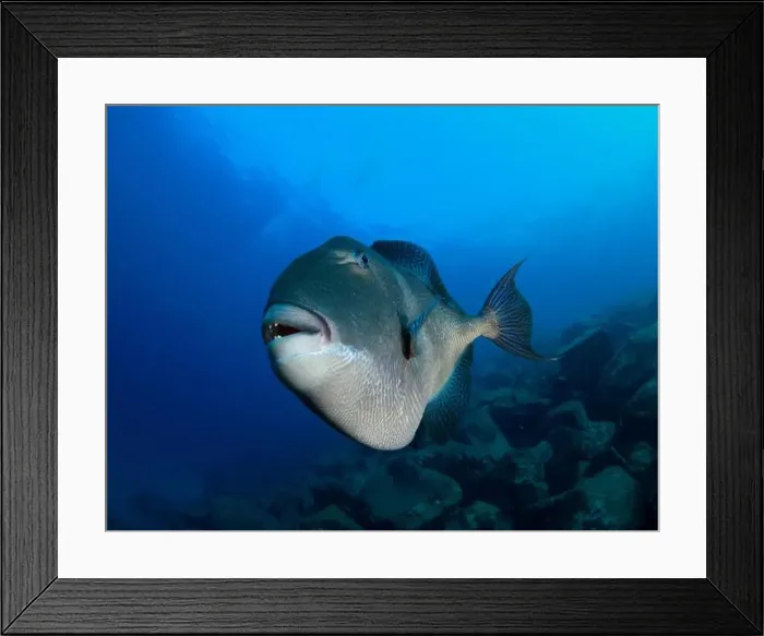 Framed Print : Triggerfish happily posing in front of the camera in the blue of the sea Framed Print : Triggerfish happily posing in front of the camera in the blue of the sea