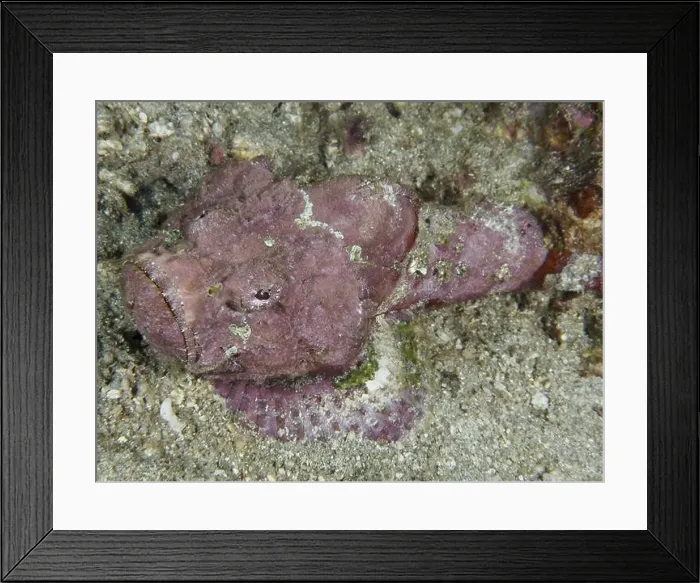 Framed Print : A pink humpback scorpionfish (Scorpaenopsis diabolus) camouflages itself on the sandy seabed Framed Print : A pink humpback scorpionfish (Scorpaenopsis diabolus) camouflages itself on the sandy seabed
