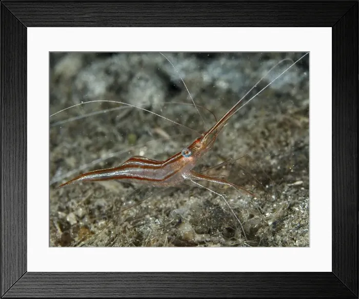 Framed Print : A reddish-brown shrimp with long antennae Framed Print : A reddish-brown shrimp with long antennae