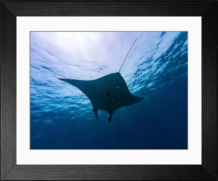 Framed Print : Manta Ray Underwater at Komodo National Park in Flores, Indonesia Framed Print : Manta Ray Underwater at Komodo National Park in Flores, Indonesia