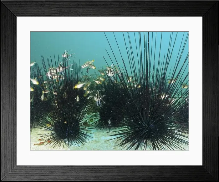 Framed Print : Many bannerfin cardinalfish (Ostorhinchus hoevenii) surrounded by diademed sea urchins (Diadema setosum) Framed Print : Many bannerfin cardinalfish (Ostorhinchus hoevenii) surrounded by diademed sea urchins (Diadema setosum)
