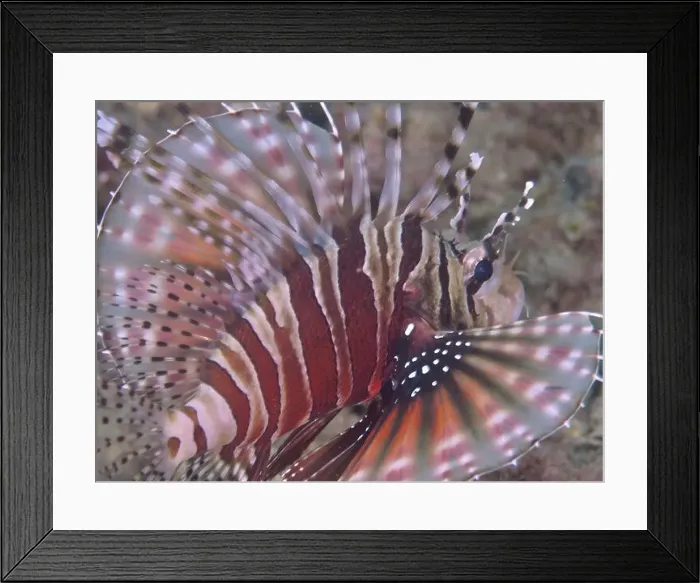 Framed Print : Close-up of a zebra dwarf lionfish (Dendrochirus zebra) with striking fin pattern Framed Print : Close-up of a zebra dwarf lionfish (Dendrochirus zebra) with striking fin pattern