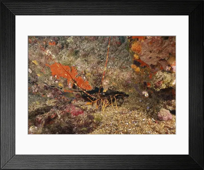 Framed Print : A European spiny crayfish (Palinurus elephas) Framed Print : A European spiny crayfish (Palinurus elephas)