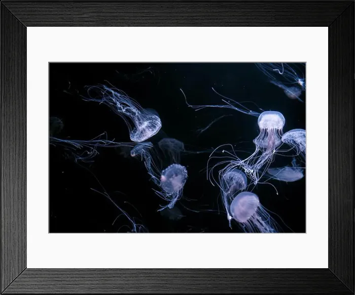 Framed Print : Group of Atlantic sea nettle, Chrysaora quinquecirrha Framed Print : Group of Atlantic sea nettle, Chrysaora quinquecirrha