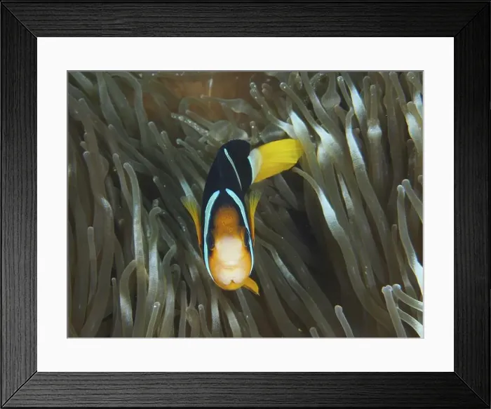 Framed Print : A Clark's anemonefish (Amphiprion clarkii) swimming in a sea anemone Framed Print : A Clark's anemonefish (Amphiprion clarkii) swimming in a sea anemone