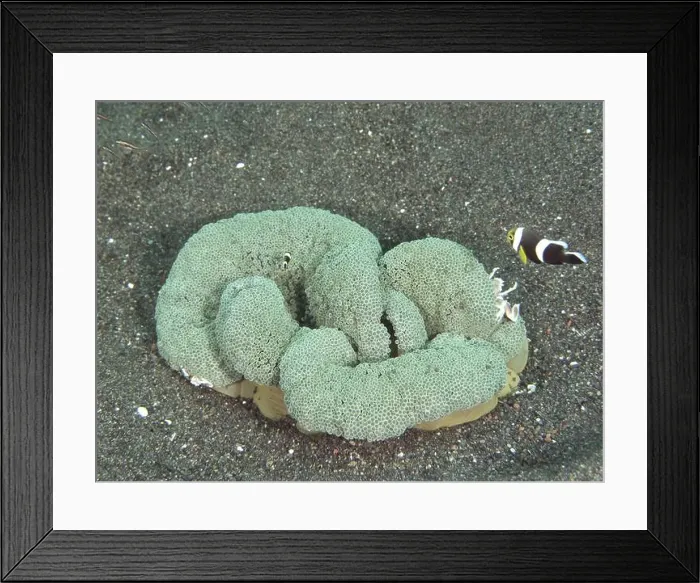 Framed Print : A clownfish swims next to a large Framed Print : A clownfish swims next to a large