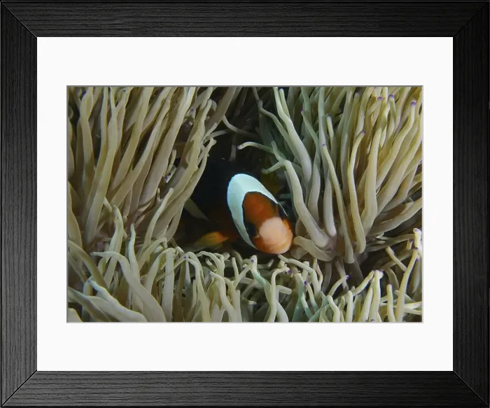 Framed Print : A Clark's anemonefish (Amphiprion clarkii) hiding in a sea anemone under water Framed Print : A Clark's anemonefish (Amphiprion clarkii) hiding in a sea anemone under water