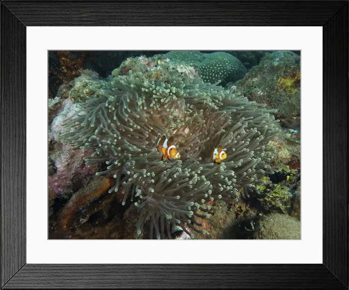 Framed Print : Colourful Ocellaris Clownfish (Amphiprion ocellaris) in a giant anemone (Stichodactyla gigantea) Framed Print : Colourful Ocellaris Clownfish (Amphiprion ocellaris) in a giant anemone (Stichodactyla gigantea)