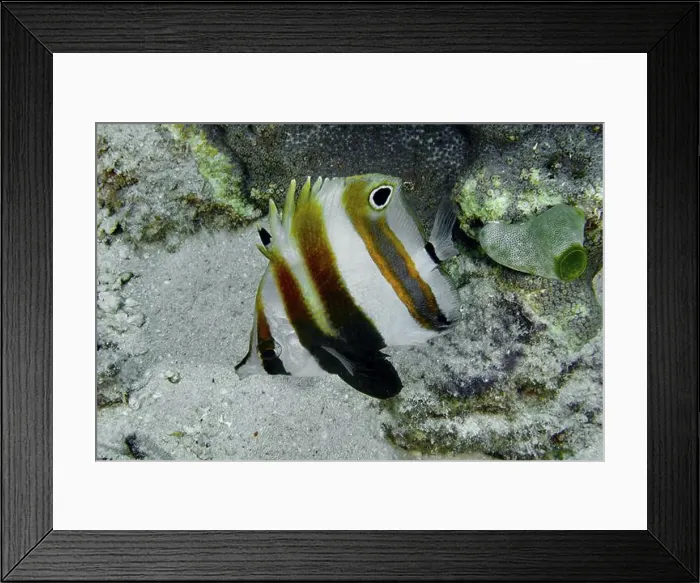 Framed Print : A Banded butterflyfish, two-eyed coradion (Coradion melanopus) Framed Print : A Banded butterflyfish, two-eyed coradion (Coradion melanopus)