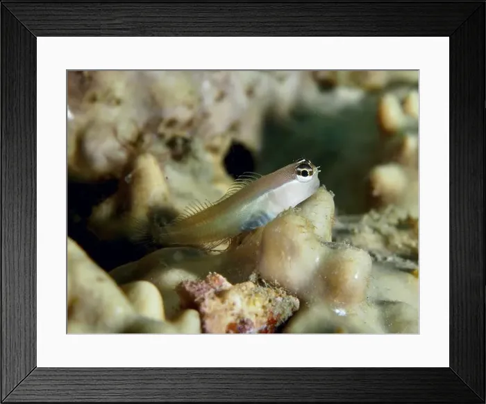 Framed Print : A small blenny, Banda combtooth blenny (Ecsenius bandanus) resting on coral structures Framed Print : A small blenny, Banda combtooth blenny (Ecsenius bandanus) resting on coral structures