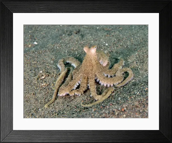 Framed Print : Marbled octopus (Amphioctopus aegina) with tentacles on the seabed, dive site Puri Jati, Umeanyar, Bali, Indonesia, Asia Framed Print : Marbled octopus (Amphioctopus aegina) with tentacles on the seabed, dive site Puri Jati, Umeanyar, Bali, Indonesia, Asia