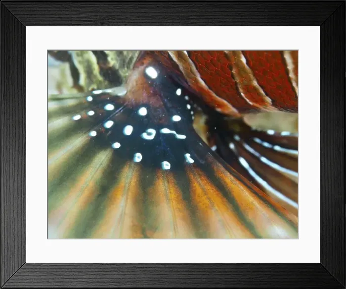 Framed Print : Vivid close-up of the colourful fin of a zebra lionfish (Dendrochirus zebra)