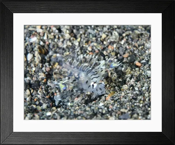 Framed Print : A tiny young, almost transparent fish