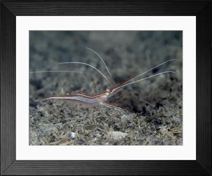 Framed Print : A reddish-brown shrimp with long antennae Framed Print : A reddish-brown shrimp with long antennae