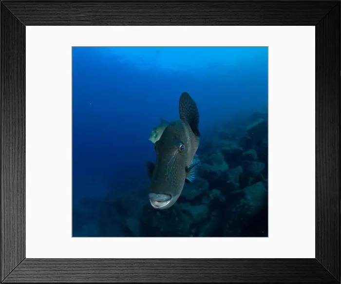 Framed Print : A triggerfish swims in the middle of the water with the reef in the background Framed Print : A triggerfish swims in the middle of the water with the reef in the background