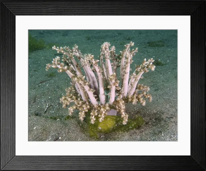 Framed Print : Beige-coloured tree anemone, hellfire (Actinodendron arboreum) Framed Print : Beige-coloured tree anemone, hellfire (Actinodendron arboreum)