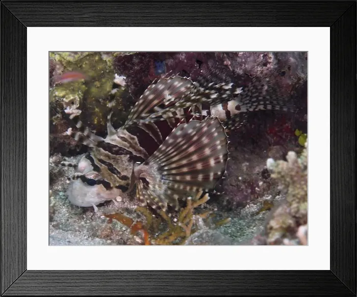 Framed Print : A striped fish with conspicuous fins Framed Print : A striped fish with conspicuous fins