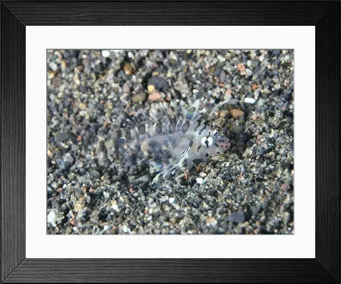 Framed Print : A tiny, almost transparent fish Framed Print : A tiny, almost transparent fish