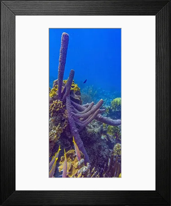 Framed Print : Caribbean coral reef off the coast of the island of Bonaire Framed Print : Caribbean coral reef off the coast of the island of Bonaire