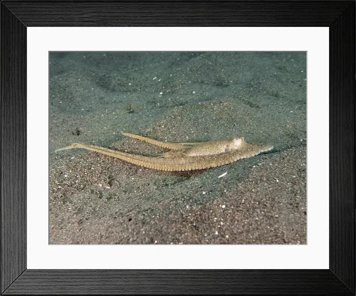 Framed Print : Flat lying marbled octopus (Amphioctopus aegina) with long tentacles on the sandy bottom Framed Print : Flat lying marbled octopus (Amphioctopus aegina) with long tentacles on the sandy bottom