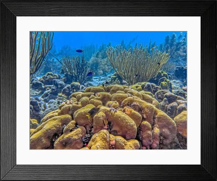 Framed Print : Caribbean coral reef off the coast of the island of Bonaire Framed Print : Caribbean coral reef off the coast of the island of Bonaire