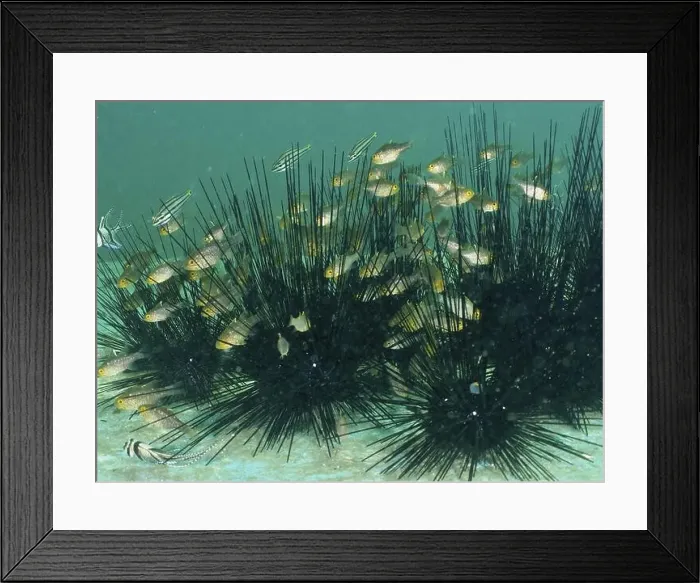 Framed Print : Flagfin cardinalfish (Ostorhinchus hoevenii) swimming between the long spines of diademed sea urchins (Diadema setosum) Framed Print : Flagfin cardinalfish (Ostorhinchus hoevenii) swimming between the long spines of diademed sea urchins (Diadema setosum)