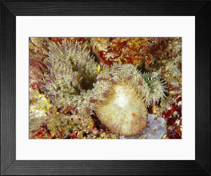 Framed Print : Clownfish in glass pearl anemone (Heteractis aurora), dive site Coral Garden, Menjangan, Bali, Indonesia, Asia Framed Print : Clownfish in glass pearl anemone (Heteractis aurora), dive site Coral Garden, Menjangan, Bali, Indonesia, Asia