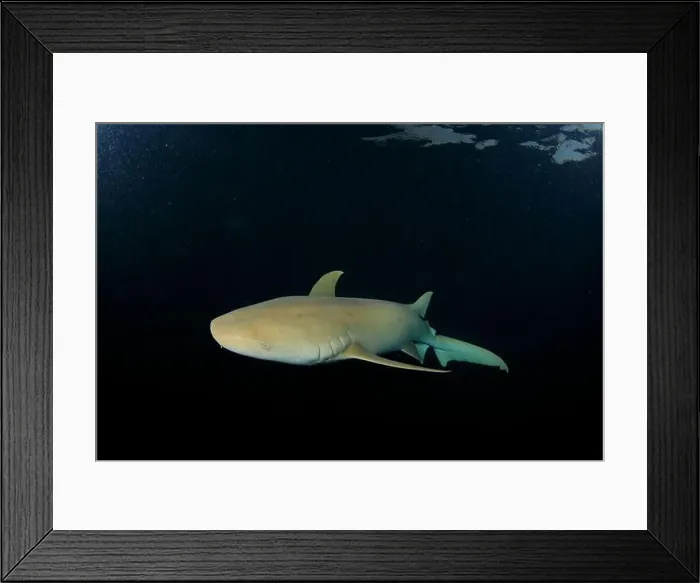 Framed Print : Nurse shark sails slowly at dusk near the surface Framed Print : Nurse shark sails slowly at dusk near the surface