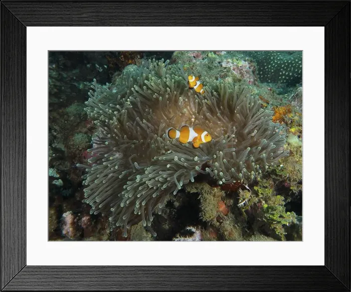 Framed Print : Ocellaris Clownfish (Amphiprion ocellaris) in a sprawling Anthopleura xanthogrammica (Stichodactyla gigantea) Framed Print : Ocellaris Clownfish (Amphiprion ocellaris) in a sprawling Anthopleura xanthogrammica (Stichodactyla gigantea)