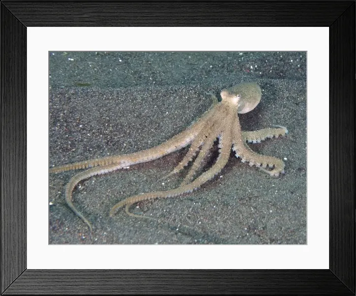 Framed Print : Marbled octopus (Amphioctopus aegina) with outstretched tentacles on the sandy seabed Framed Print : Marbled octopus (Amphioctopus aegina) with outstretched tentacles on the sandy seabed