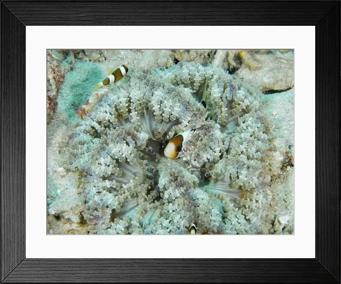 Framed Print : Clownfish in glass bead anemone (Heteractis aurora) on sandy seabed Framed Print : Clownfish in glass bead anemone (Heteractis aurora) on sandy seabed