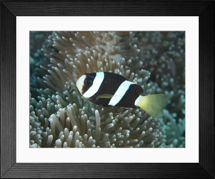 Framed Print : A black and white Clark's anemonefish (Amphiprion clarkii) melanistic Framed Print : A black and white Clark's anemonefish (Amphiprion clarkii) melanistic