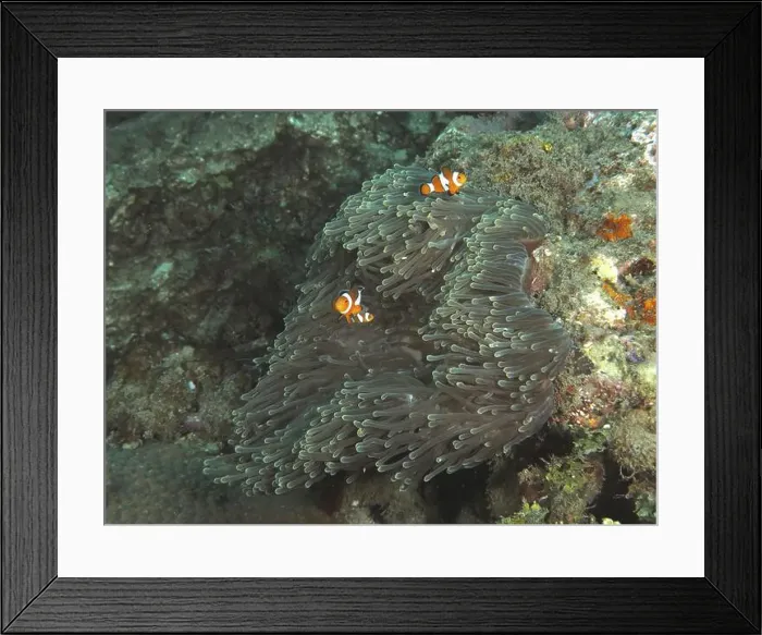 Framed Print : Two Ocellaris Clownfish (Amphiprion ocellaris) swimming in a Anthopleura xanthogrammica (Stichodactyla gigantea) Framed Print : Two Ocellaris Clownfish (Amphiprion ocellaris) swimming in a Anthopleura xanthogrammica (Stichodactyla gigantea)