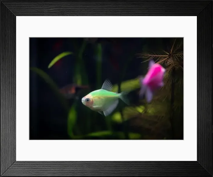 Framed Print : Beautiful colorful tropical fish in an aquarium. Underwater world
