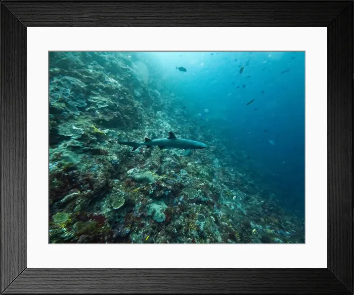 Framed Print : Blacktip Reef Shark Swimming at Komodo National Park in FLores, Indonesia Framed Print : Blacktip Reef Shark Swimming at Komodo National Park in FLores, Indonesia