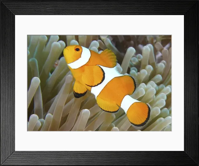 Framed Print : An orange and white Ocellaris Clownfish (Amphiprion ocellaris) swimming in a sea anemone in the ocean