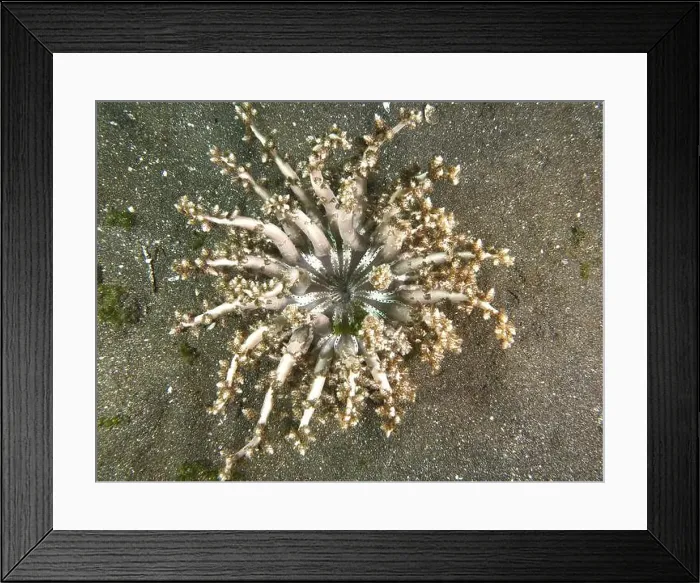 Framed Print : Top view of beige-coloured tree anemone Framed Print : Top view of beige-coloured tree anemone