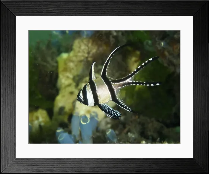 Framed Print : A Banggai cardinalfish (Pterapogon kauderni) swims near colourful corals and sea squirts Framed Print : A Banggai cardinalfish (Pterapogon kauderni) swims near colourful corals and sea squirts