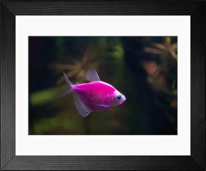 Framed Print : Beautiful colorful tropical fish swimming in an aquarium Framed Print : Beautiful colorful tropical fish swimming in an aquarium