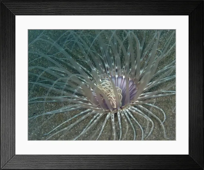Framed Print : Close-up of a Banded cylinder rose (Pachycerianthus maua) with thin Framed Print : Close-up of a Banded cylinder rose (Pachycerianthus maua) with thin