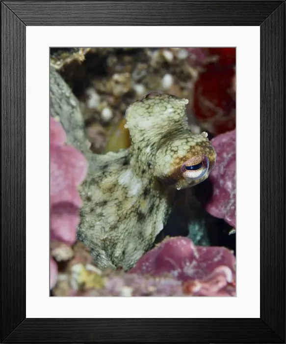 Framed Print : Green Octopus, Common Octopus (Octopus vulgaris) juvenile Framed Print : Green Octopus, Common Octopus (Octopus vulgaris) juvenile