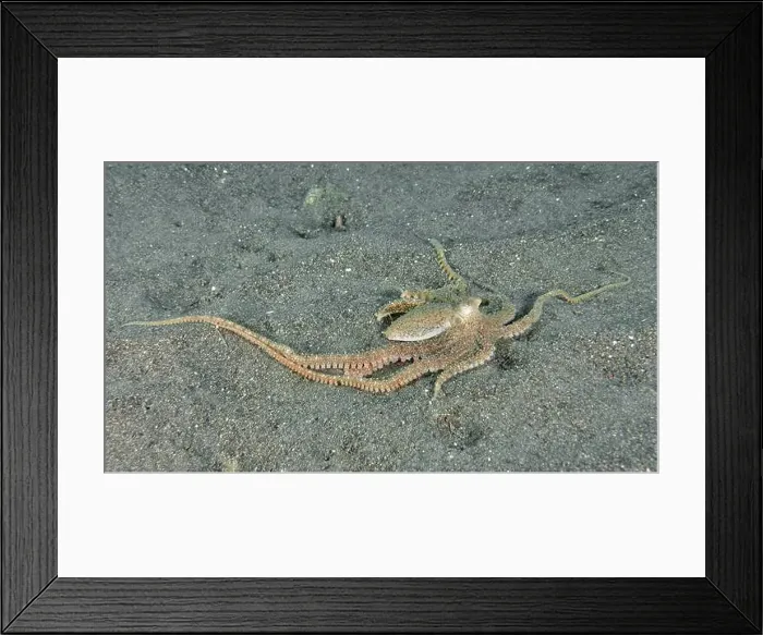 Framed Print : Marbled octopus (Amphioctopus aegina) on the sandy seabed with outstretched tentacles Framed Print : Marbled octopus (Amphioctopus aegina) on the sandy seabed with outstretched tentacles
