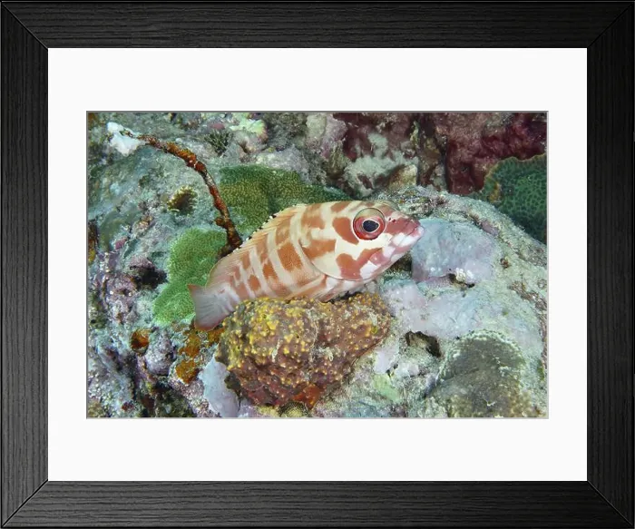 Framed Print : A brightly coloured beret grouper (Epinephelus fasciatus) rests among the coral reefs